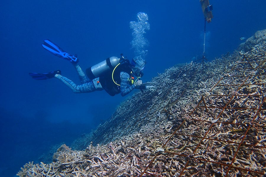 The Reef Restoration