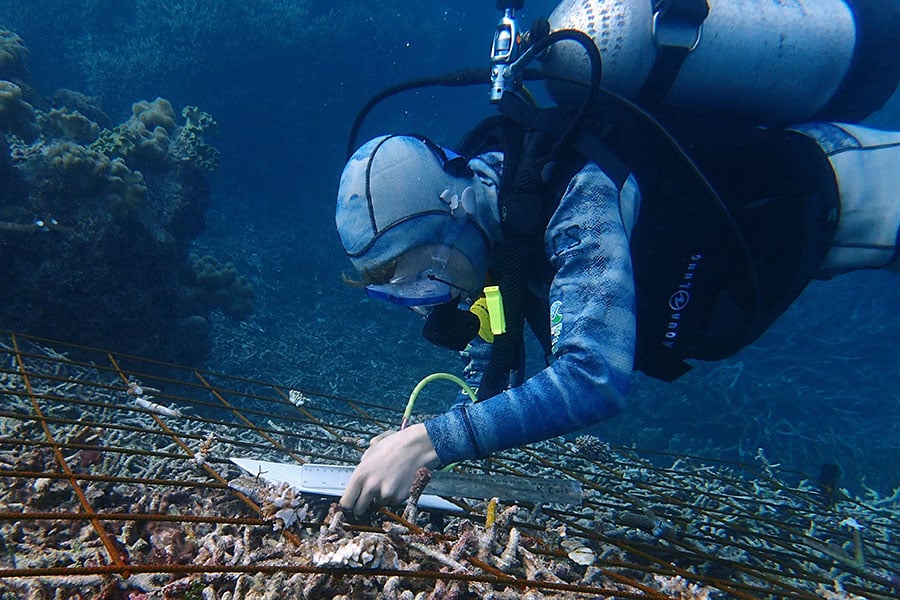 The Reef Restoration