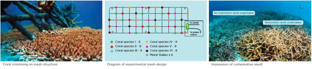 The Reef Restoration