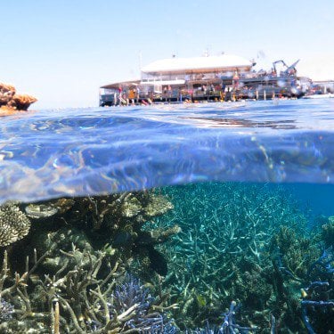great barrier reef snorkelling
