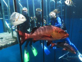 scuba diving on the great barrier reef
