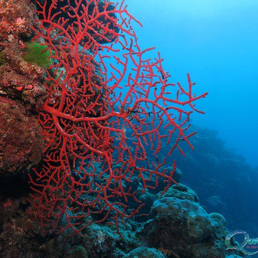 Quicksilver Great Barrier Reef Tour