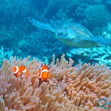 Clownfish Nemo Great Barrier Reef