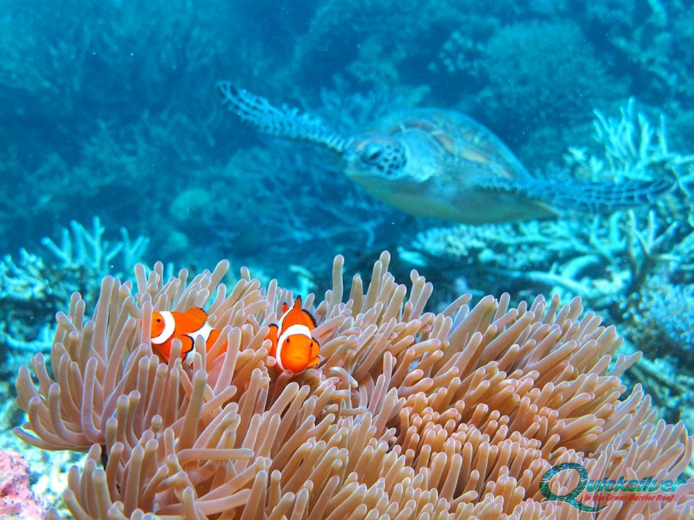 The Great Barrier Reef Gbr