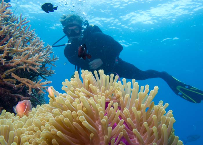 Great Barrier Reef scuba diving - clownfish