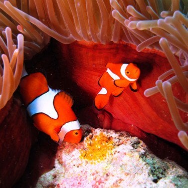 clownfish eggs great barrier reef