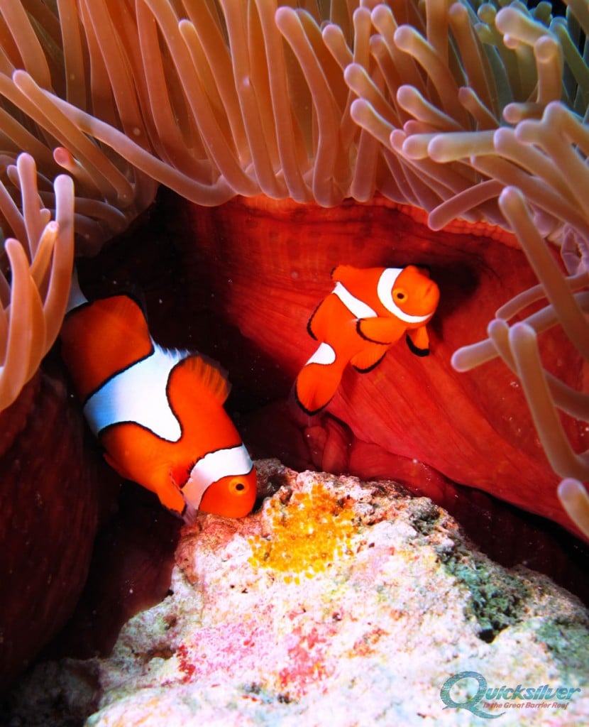 clownfish eggs great barrier reef