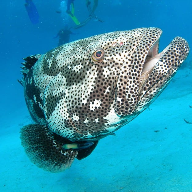Court Trout Great Barrier Reef Marine life