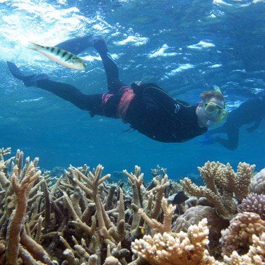 snorkelling great barrier reef