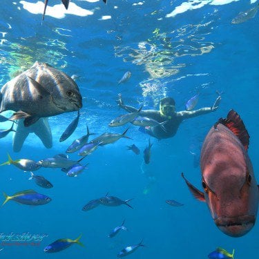 great barrier reef marine life