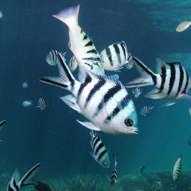 Sergeant Major Great Barrier Reef fish