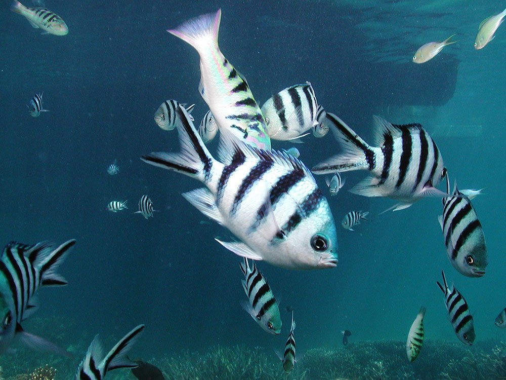 Sergeant Major Great Barrier Reef fish