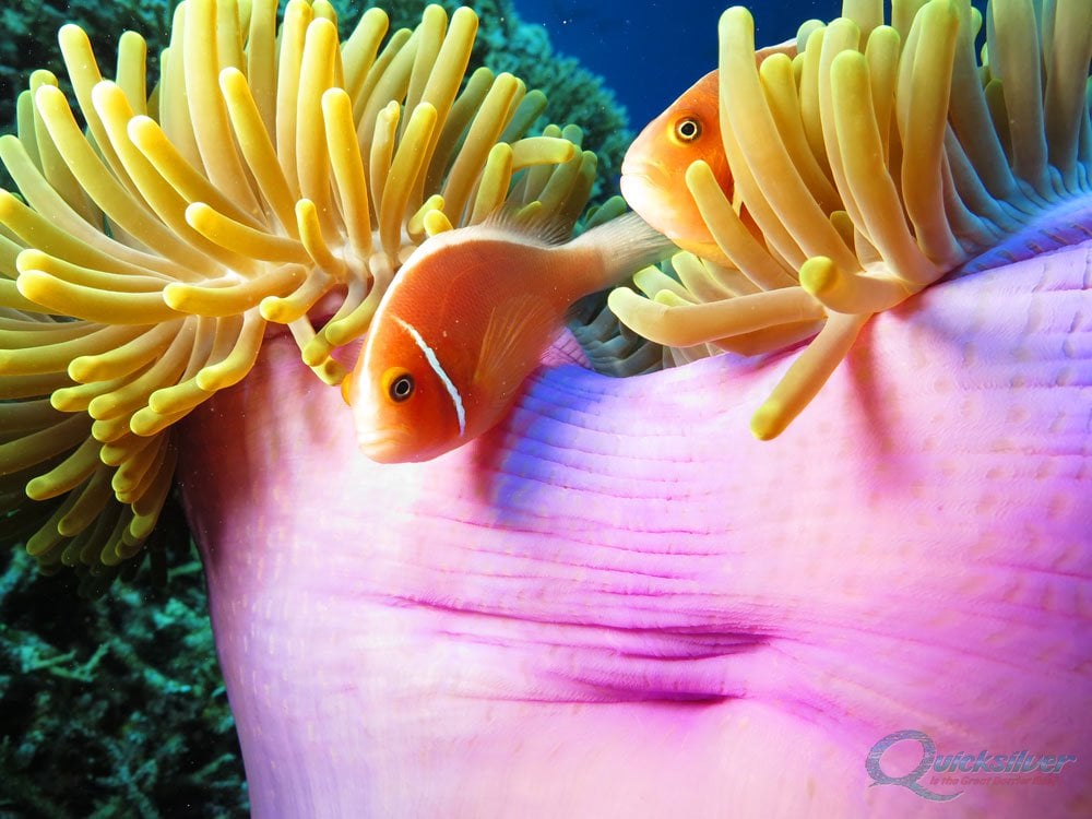 clownfish great barrier reef